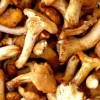 Comment nettoyer des champignons frais