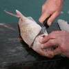 Comment nettoyer un poisson
