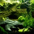 nettoyer les plantes d aquarium