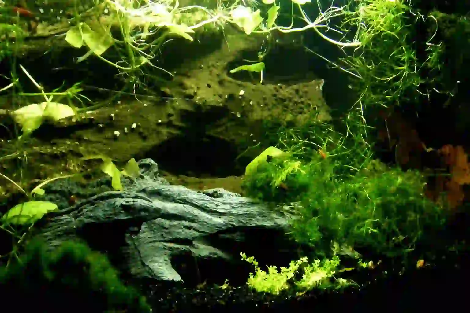 You are currently viewing Comment nettoyer un aquarium : les plantes artificielles
