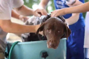 Lire la suite à propos de l’article Comment laver un chien en toute simplicité