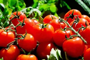 Lire la suite à propos de l’article Comment enlever nettoyer une tâche de tomate