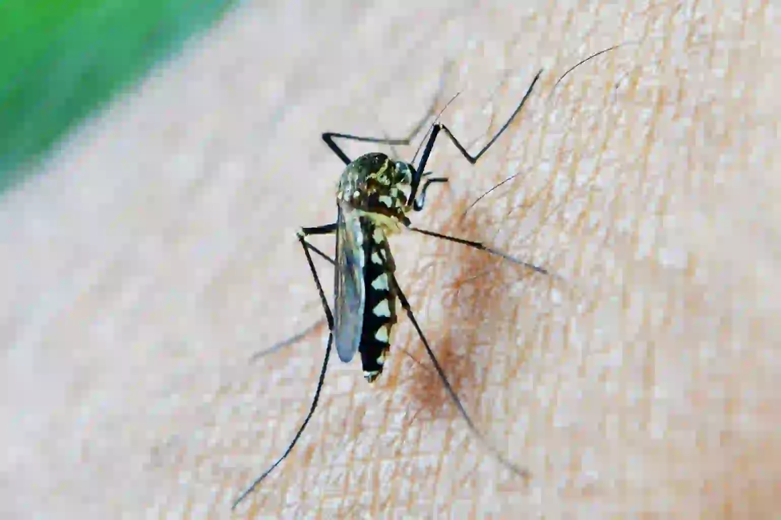 You are currently viewing Piqûres de moustiques 9 solutions efficaces pour un soulagement total