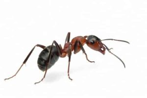 Lire la suite à propos de l’article 19 solutions efficaces pour se débarrasser des fourmis