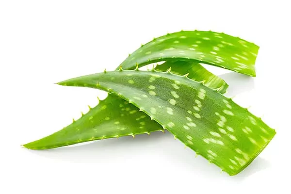 You are currently viewing Comment couper les feuilles d’aloe vera