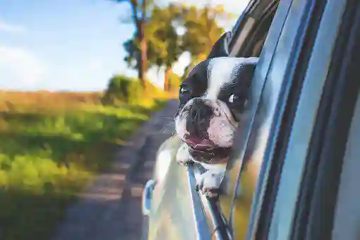 You are currently viewing 10 conseils utiles pour voyager avec votre chien